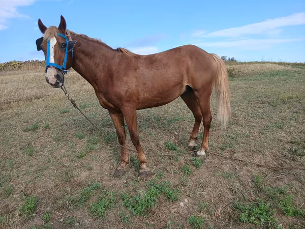 母马, Horses — 摩尔多瓦