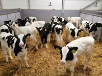 گاو ماده, Russian Black pied cattle — عکس 4