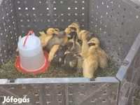 Ducks — ảnh 2