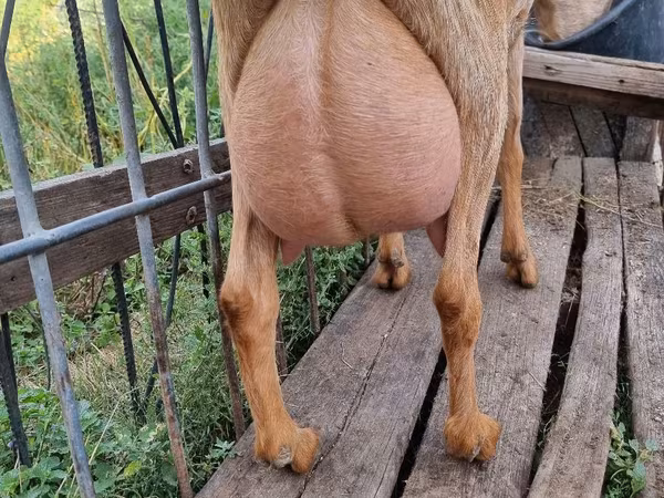 Dê cái, Dê