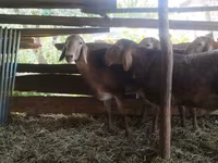 Vædder, Arashan sheep — foto 2