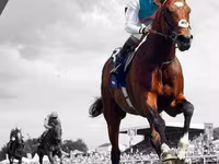 Kůň, Thoroughbred horse — foto 7