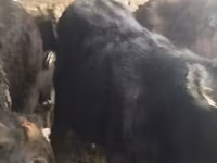 ወንድ በሬ, Aberdeen-Angus — ፎቶ 5