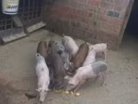 Babi jantan, Pigs — foto 6