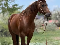 母马, Quarter Horse — 照片 1