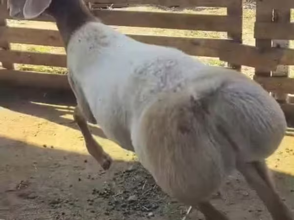 قوچ, Arashan sheep