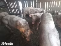 خوک ماده, Крупная белая — عکس 3