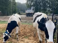 Vaca, Raza Holstein — foto 6
