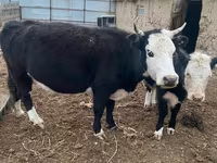 암소, Latvian Blue cattle — 사진 4