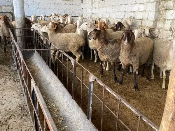 Sheep, Awassi sheep — Moldova