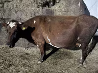 ძროხა, Russian Black pied cattle — ფოტო 2