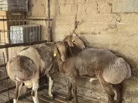 Qoʻchqor, Arashan sheep — 1-rasm