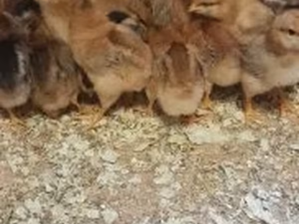 Chickens