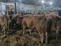 암소, Simmental cattle — 사진 7
