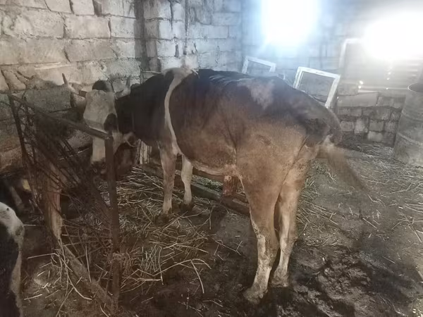 গাভী, Simmental cattle