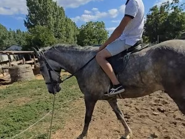 اسب نر, Lipizzaner
