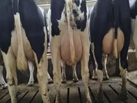 Bò cái, Giống Holstein — ảnh 4