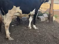 Сиыр, Russian Black pied cattle — 8-сурет