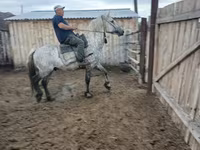 Konji (partija, pol nije naveden), Horse breed — fotografija 4