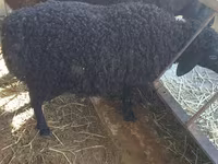 በግ, Sheep — ፎቶ 3