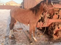 اسب نر, Thoroughbred horse — عکس 2
