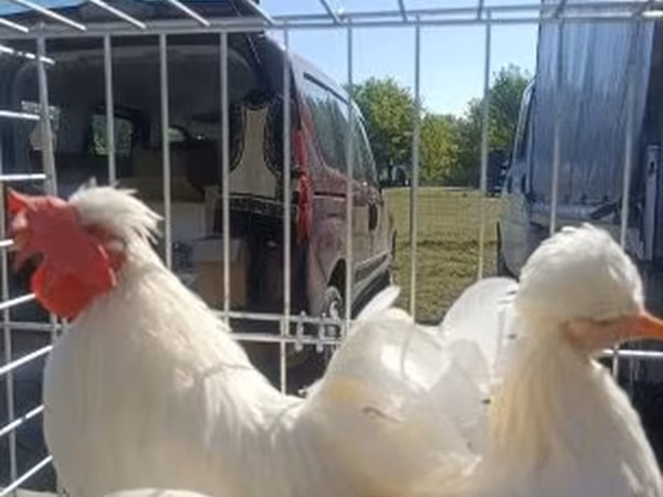 Chickens