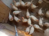 Chickens — fotografija 2