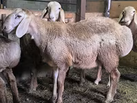 แกะตัวผู้, Arashan sheep — รูปภาพ 1