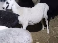 قوچ, گوسفند — عکس 1