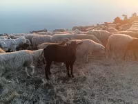 Buk, Murcia-Granada goats — foto 2