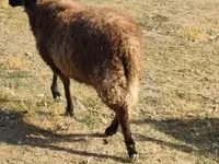 Vædder, Tsigai sheep — foto 5