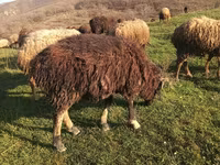قوچ, گوسفند — عکس 6