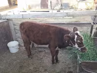 Vaca, Latvian Blue cattle — foto 4