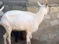 عنزة, الماعز — الصورة 4