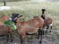 Schaap, Cameroon sheep — foto 2