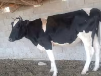 Lembu betina, Holstein breed — foto 1