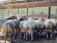Ram, Sheep — photo 2