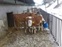 Bik, Simmental cattle — fotografija 8