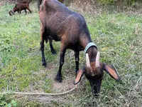 Buk, Nubian Goat — foto 4