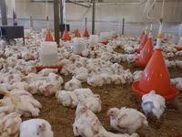 Chickens — تصویر 2