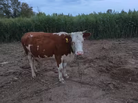Lembu betina, Simmental cattle — foto 1