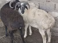 Ram, Rhon sheep — photo 4
