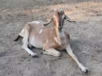 母山羊, Nubian Goat — 照片 2