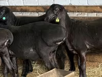 كبش, Hissar sheep — الصورة 3