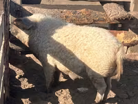 Cinghiale — foto 2