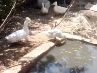 Geese — عکس 1