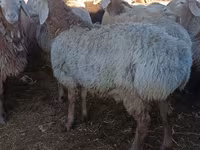 Beran, Arashan sheep — foto 1