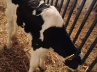 گاو نر, Russian Black pied cattle — عکس 1