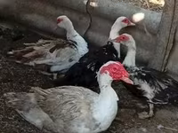 Ducks — 照片 2