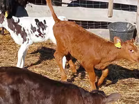 Cattle (batch, sex not specified), Hereford — photo 2